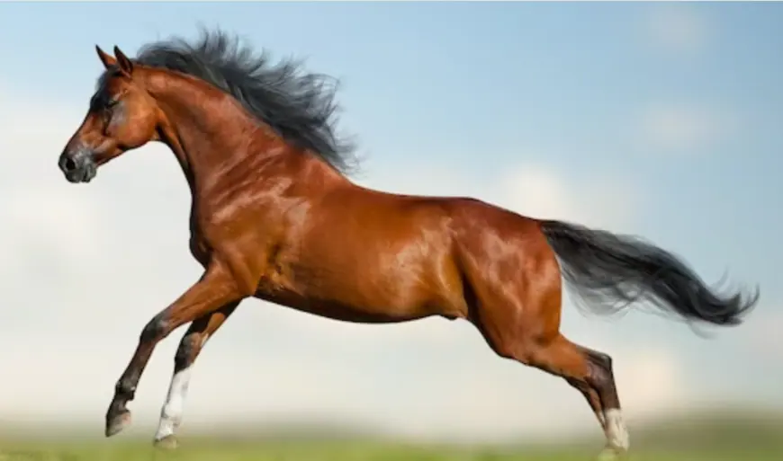 2024 CFC Programming Cycle – The Horse!