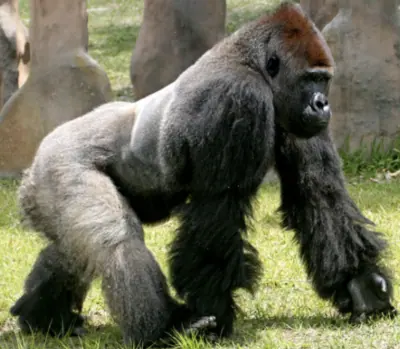 CrossFit Coordinate 2024 Programming Cycle – The Gorilla!